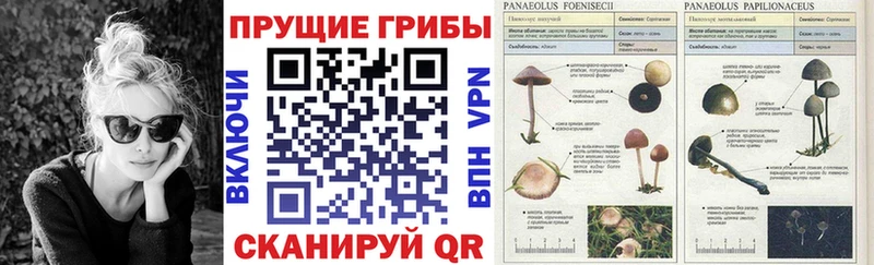 где продают   Лесной  Псилоцибиновые грибы Magic Shrooms 